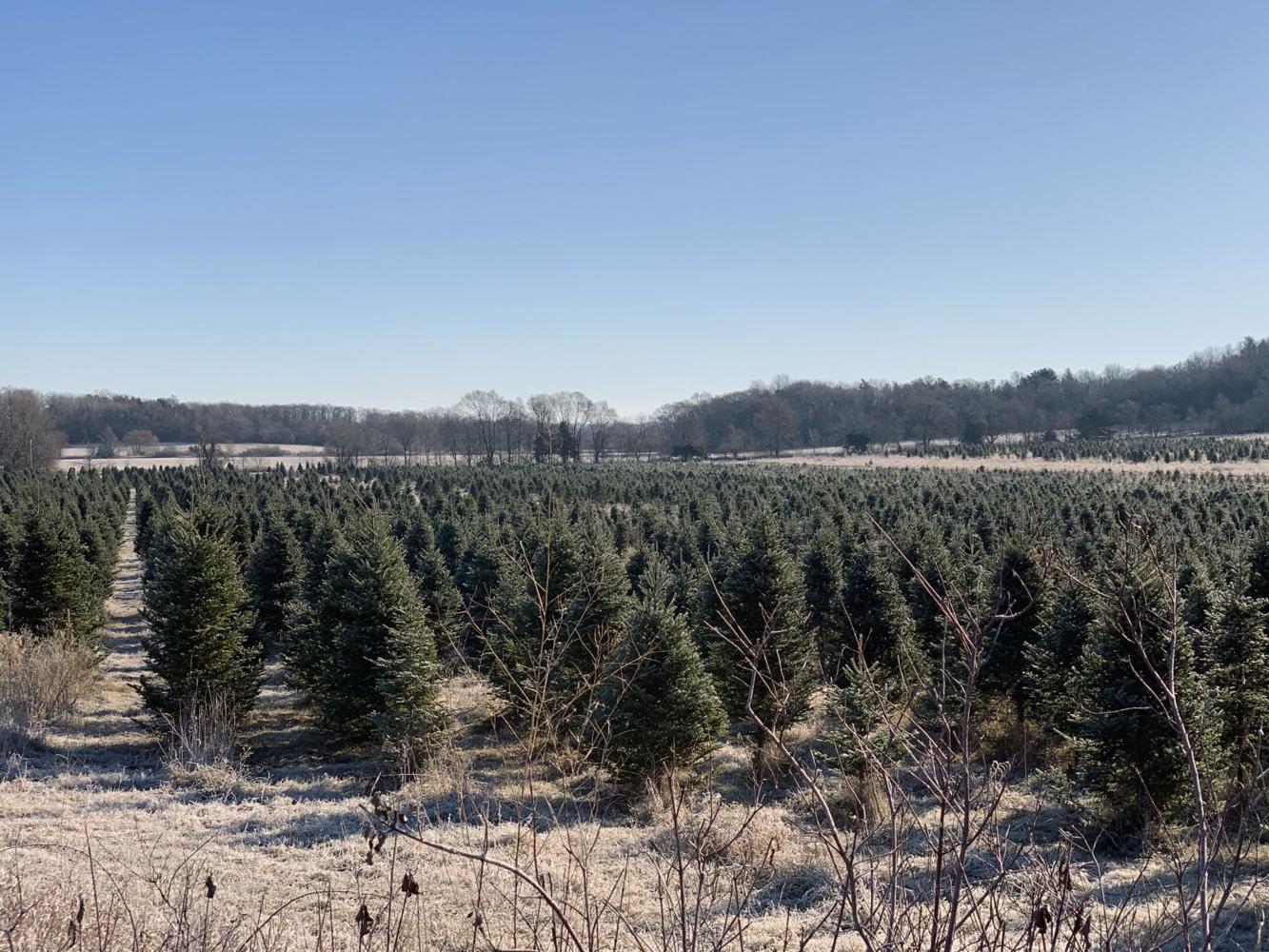 What to know about cutting down your own Christmas tree at Hampton