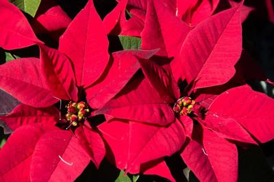 The poinsettias are a lovely addition to the church's decorations and may be taken home after the holiday worship services. Pixabay photo