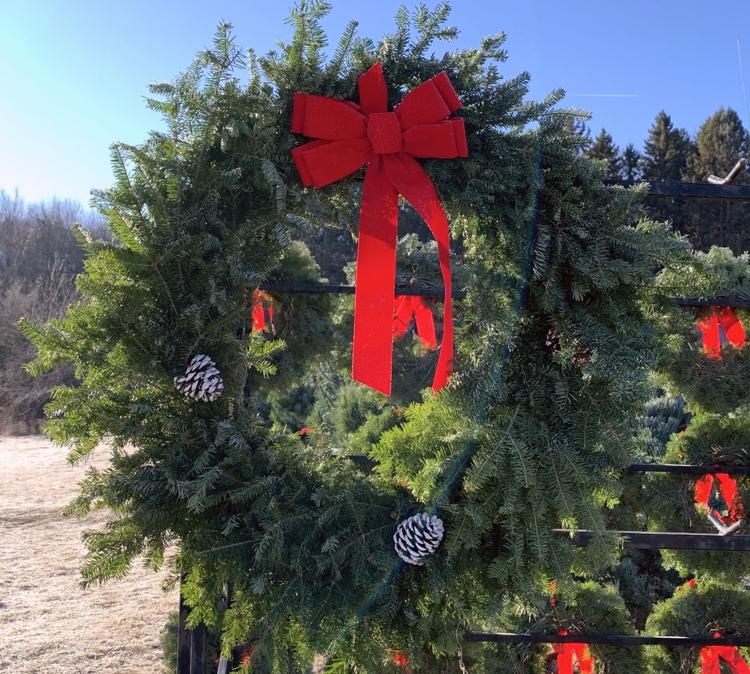 What to know about cutting down your own Christmas tree at Hampton