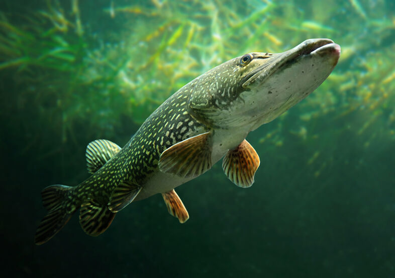 Fishing in Minnesota - best northern pike lures 