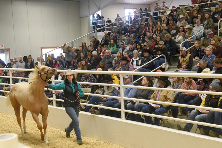 Horse sale draws hundreds to arena Local News