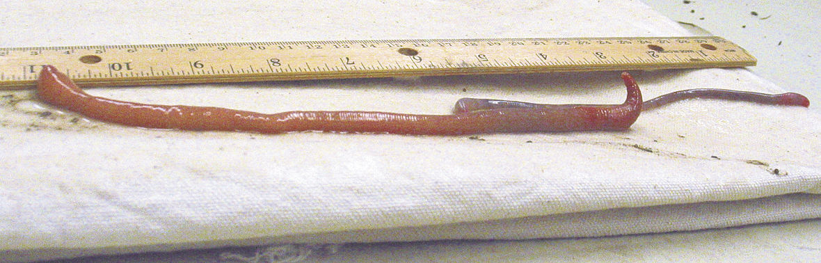 Idaho scientists find giant Palouse earthworm