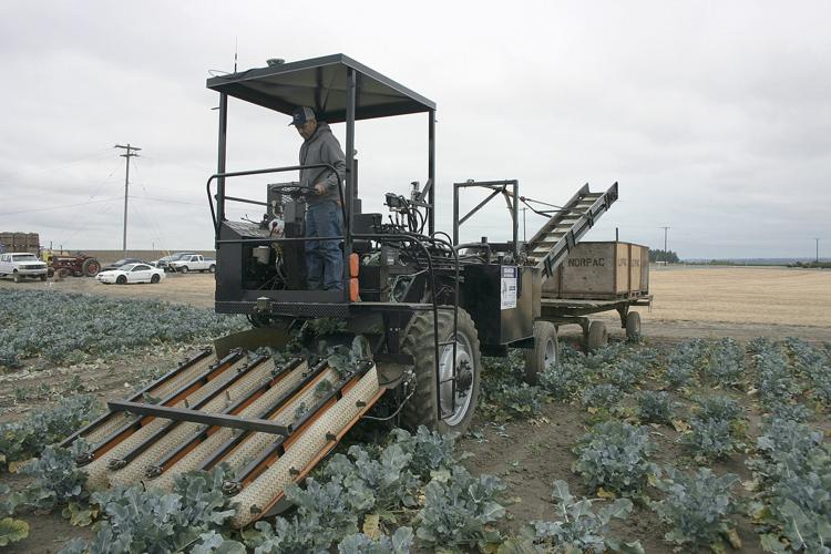 Harvester boosts broccoli