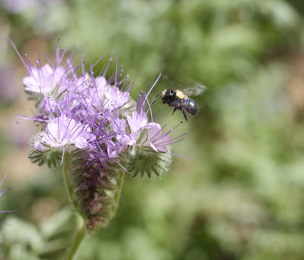 Researchers: Food scarcity, pesticide exposure shrink mason bee ...