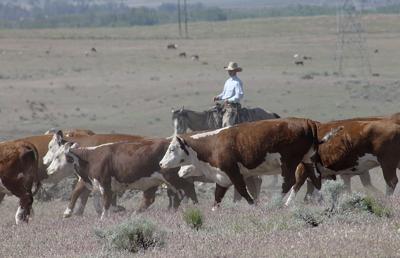 National feeder and stocker cattle report