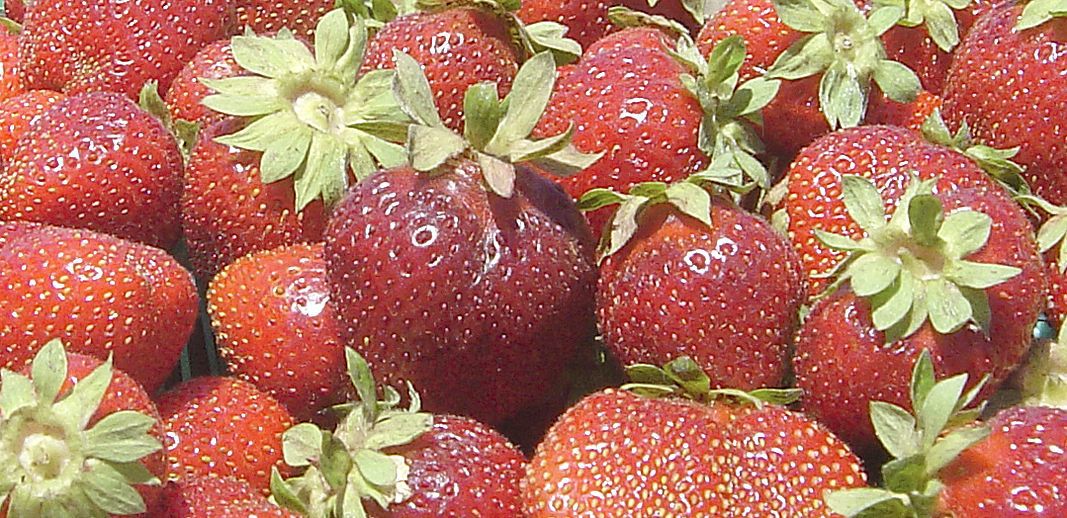 Strawberry Production Still On Pace For Another Record California Capitalpress Com