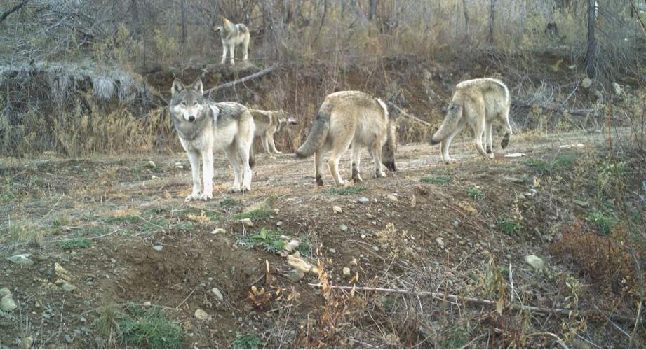 Five Washington wolves.jpeg (copy) (copy)