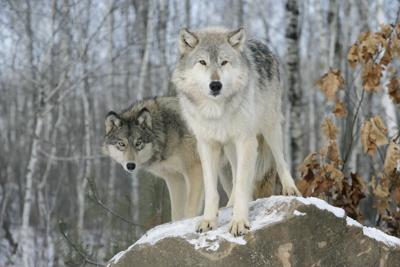 Grey wolf, Canis lupus (copy) (copy)