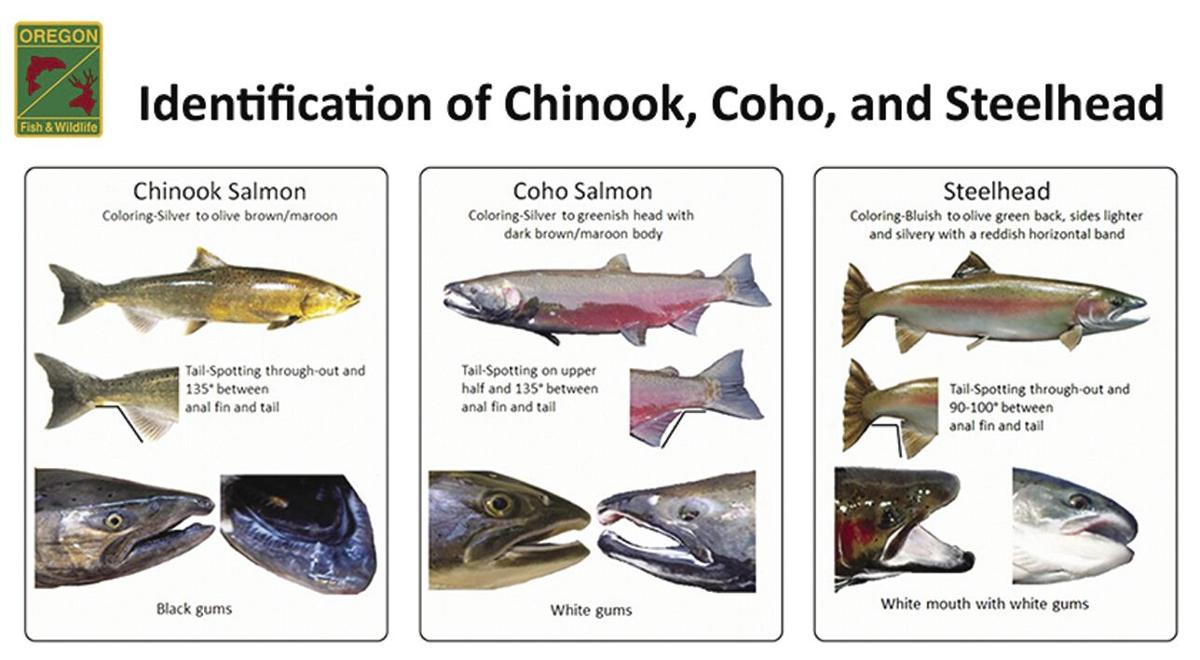 coho salmon identification