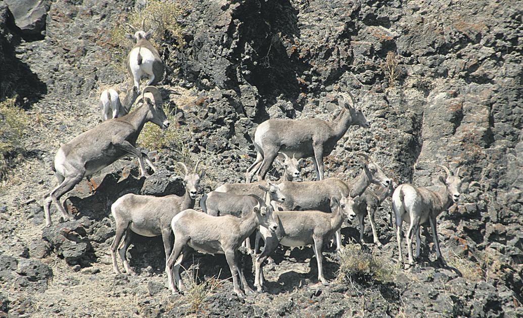 The virus infects a herd of bighorn sheep in Central Washington | Livestock