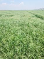 Teff producer increases acres, expands farming footprint