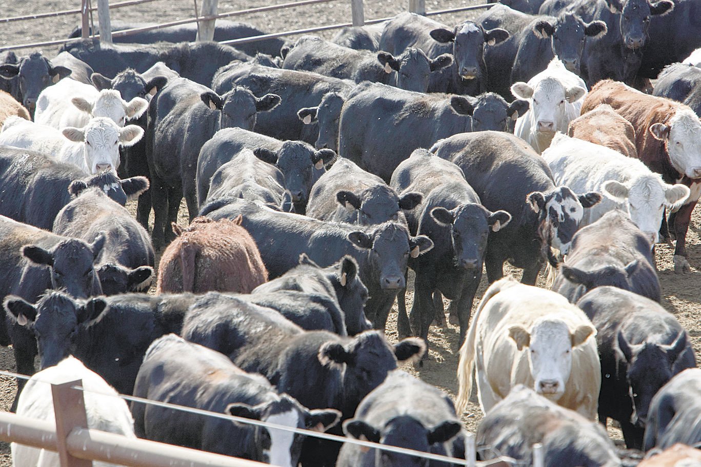 Drought And Herd Rebuilding Will Lower Beef Production | Livestock ...