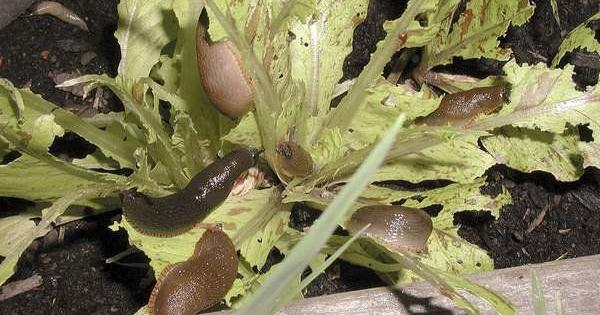 Researcher identifies new weapons against slugs
