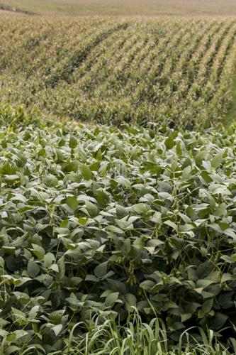 USDA boosts corn, soybean harvest to new records