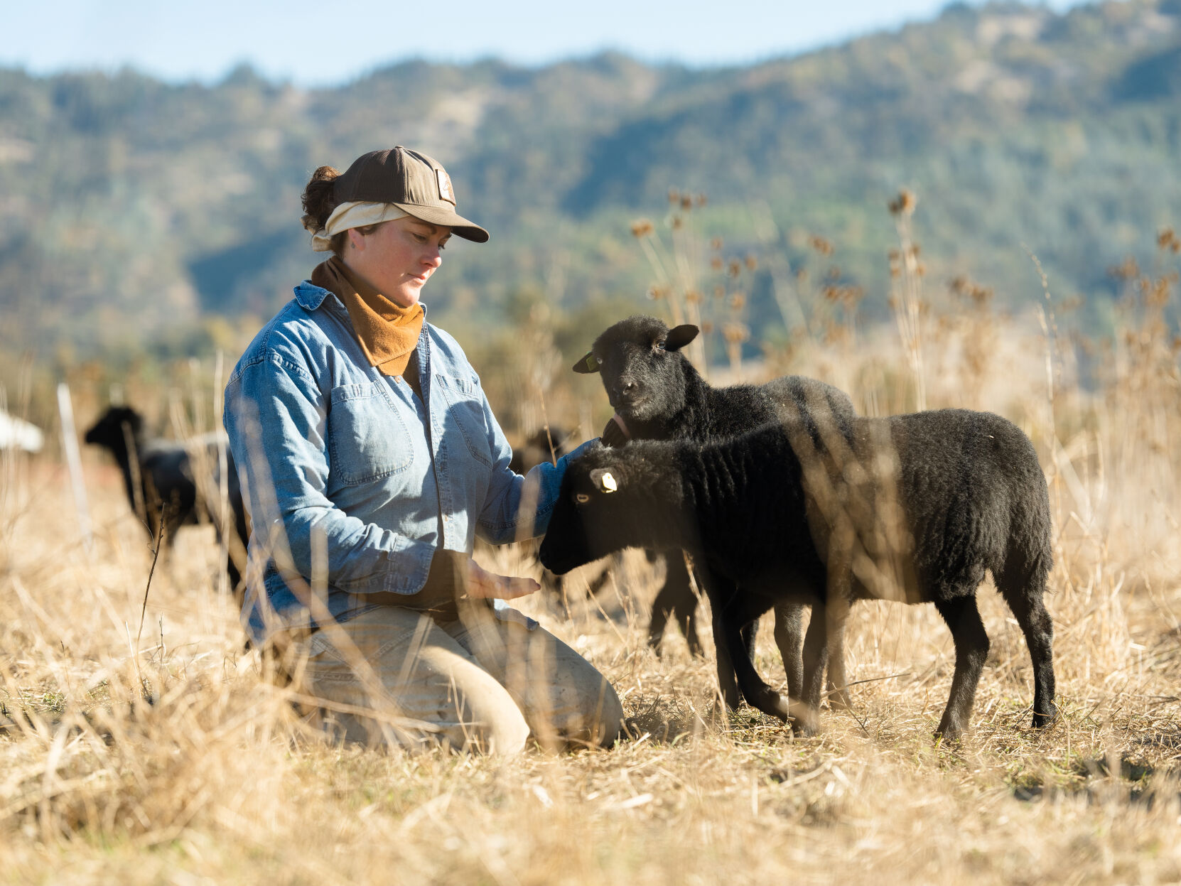 California sheep farmer invents wool dish sponges | Livestock