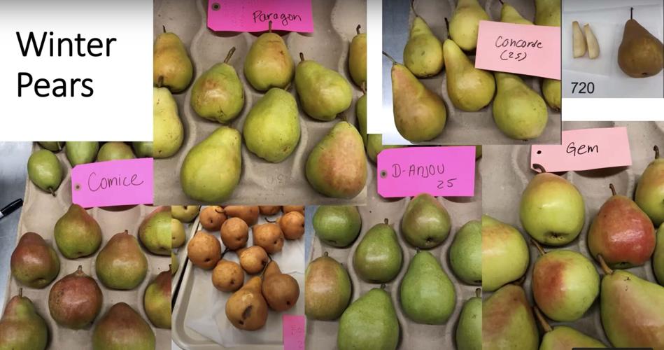 7 Common Types of Pears (Varieties & More) - Extra Helpings