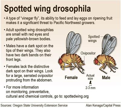 Spotted wing drosophila detected in SW Idaho