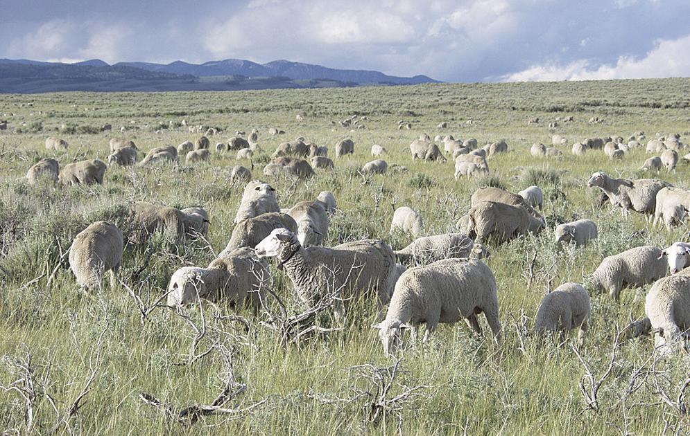 Wool and sheep price report | Wool/Sheep | capitalpress.com