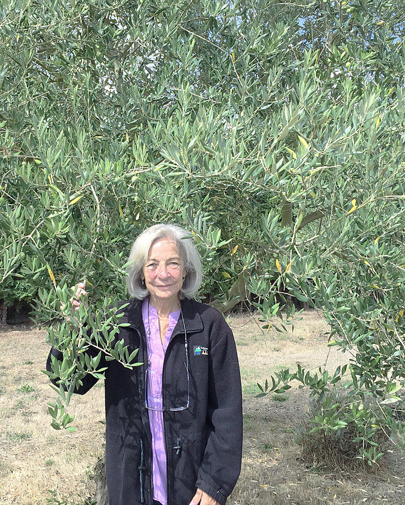 Olives Take Root In Oregon Oregon Capitalpress Com