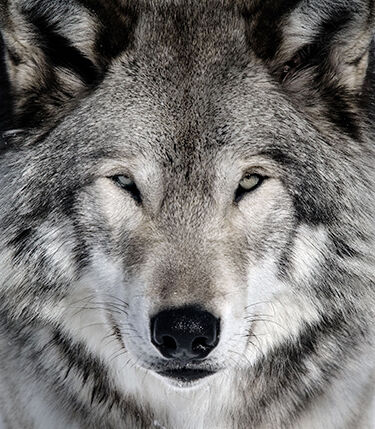 Washington Fish and Wildlife rules wolf shooting lawful | Livestock ...