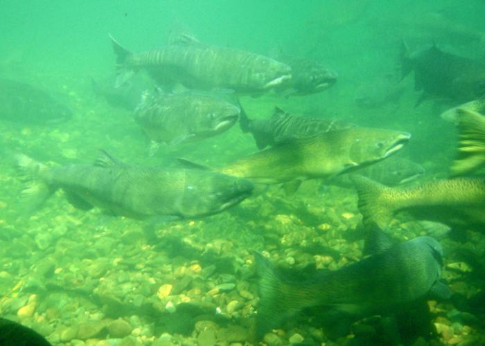 Salmon Salvage at Highbank Powerstation on the Rakaia River (updated)