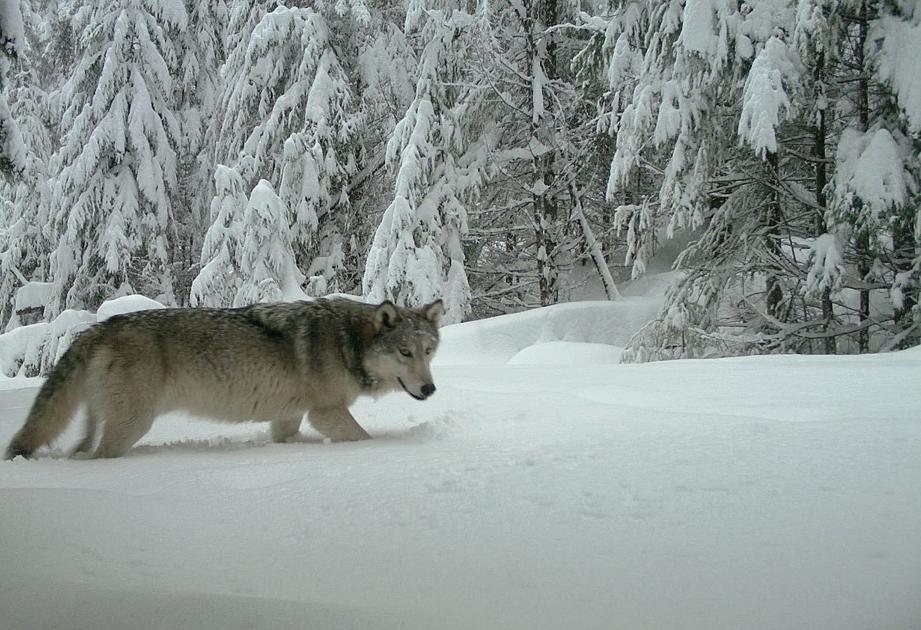 New group of wolves discovered in Western Oregon Livestock