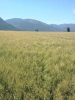 Food barley focus: Idaho Barley Commission sees opportunity