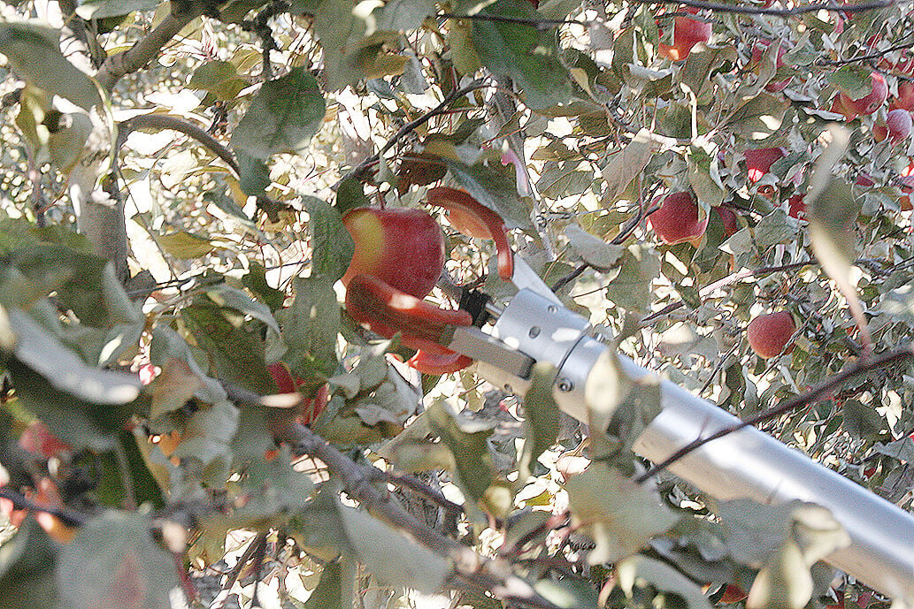 Quest for robotic apple pickers nearing fruition Orchards, Nuts