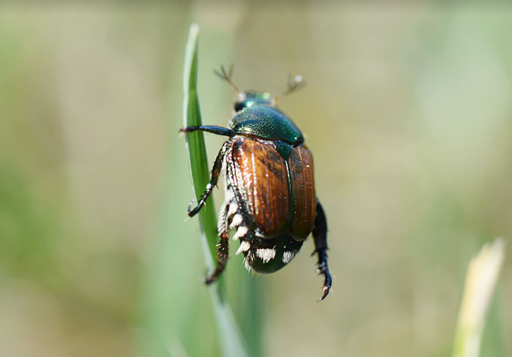 Blundering Gardener: Waging war against the Japanese beetle – Twin