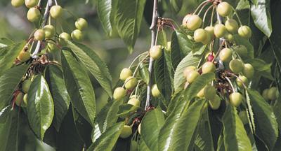Cooler temperatures, rain pound cherry and hay crops