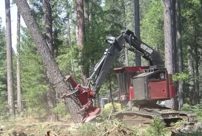 Forest thinning could boost Sierra water yields, researchers say (copy)