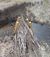 Researchers try to copy beaver dam benefits