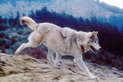 IDFG_wolf Running.jpg