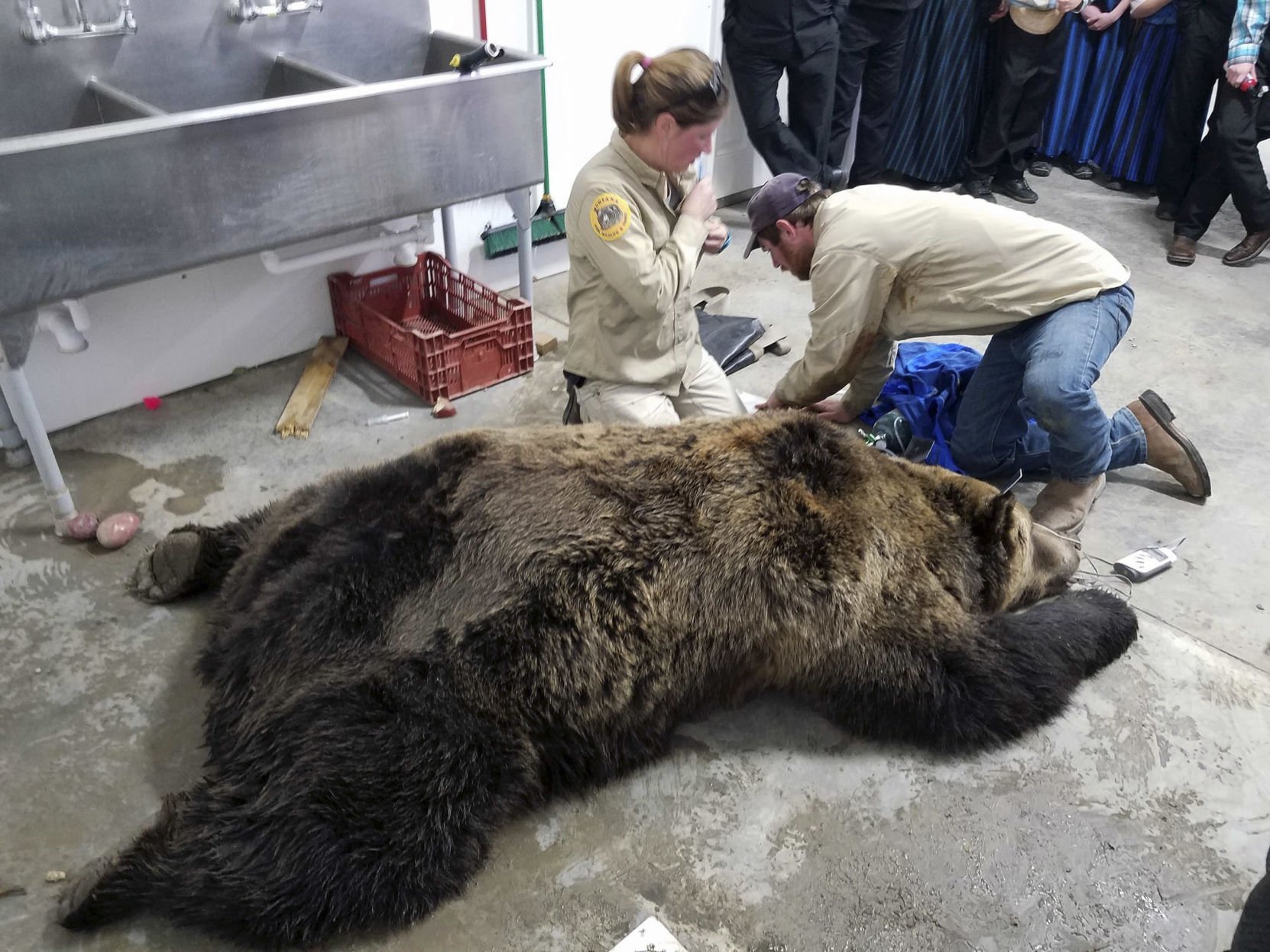 Grizzly Bear Captured, Relocated After Wandering Into Garage | State ...