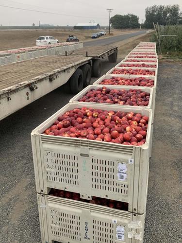 Move over, Honeycrisp: New Cosmic Crisp apple headed for grocery stores –  Twin Cities