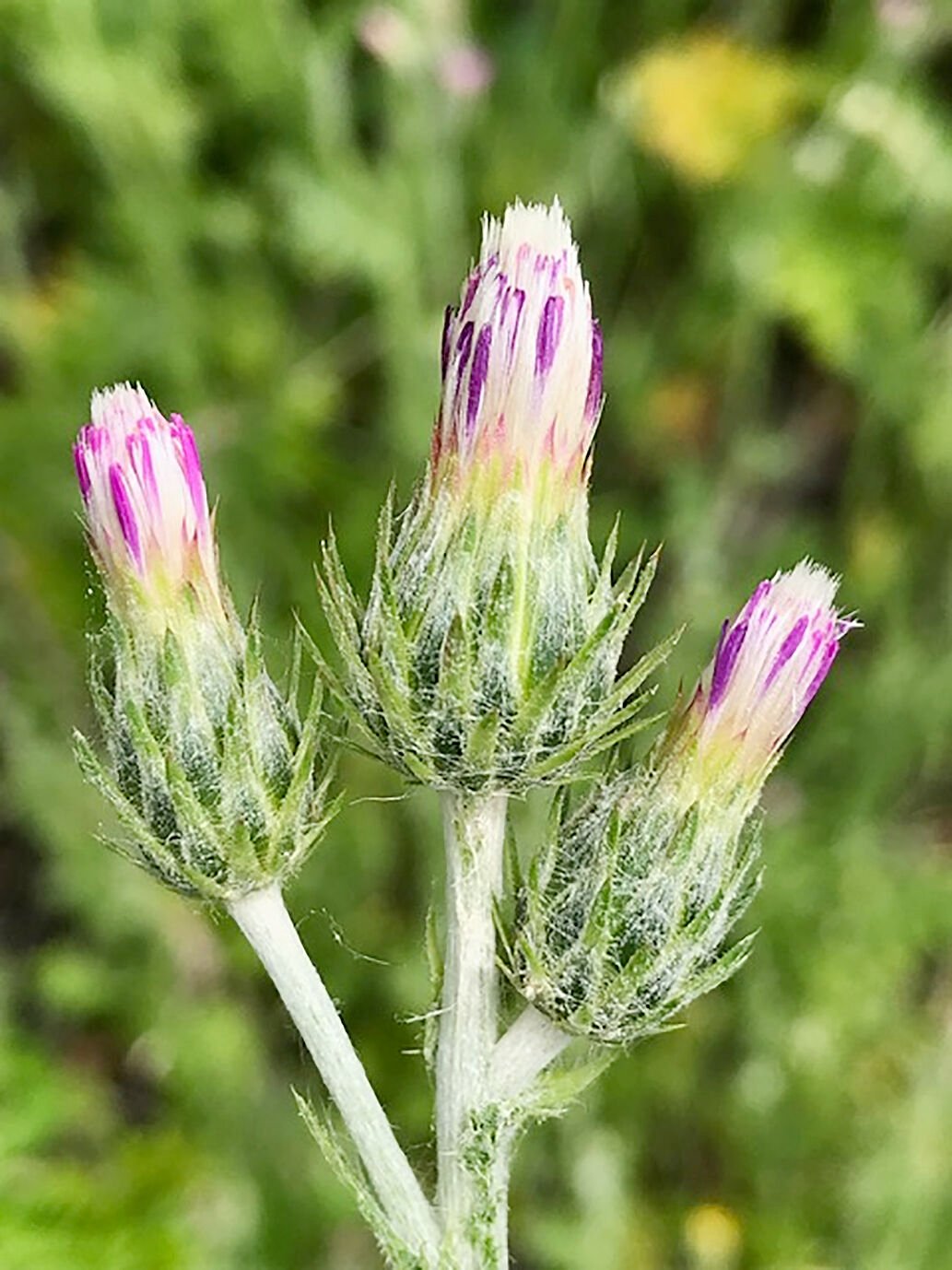 Washington weed board considers banning Turkish thistle ...