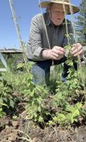 Farmer grows hops, builds pickers