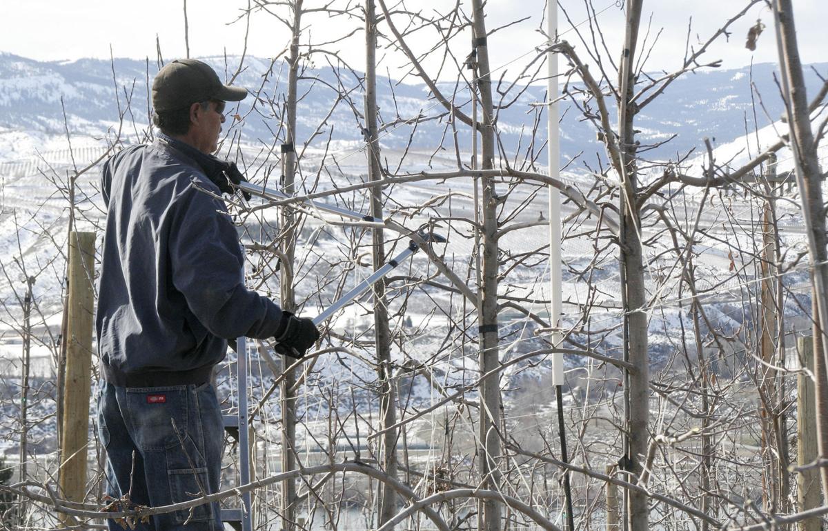 Winter Delays Washington Fruit Tree Pruning Bloom Washington Capitalpress Com