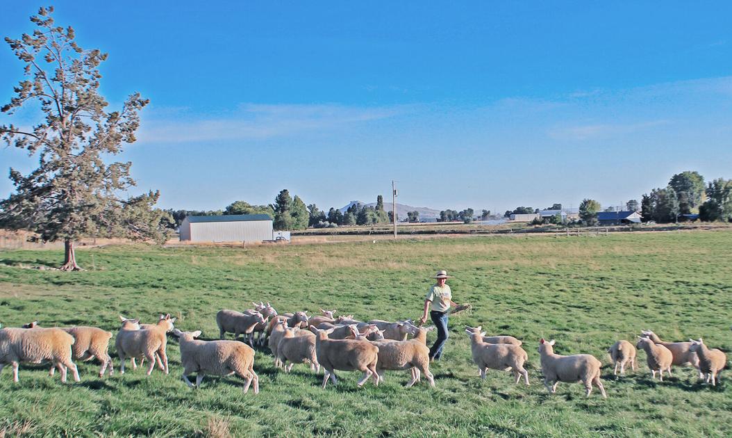 Sheep ranchers face hard decisions during drought | Livestock | capitalpress.com - Capital Press