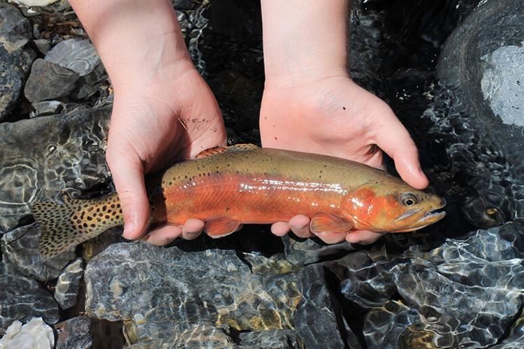 DT 3 golden trout are released.jpg