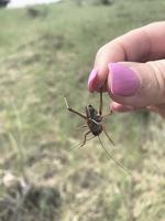 Cricket swarms spur Oregon, U.S. to battle field-destroying pests