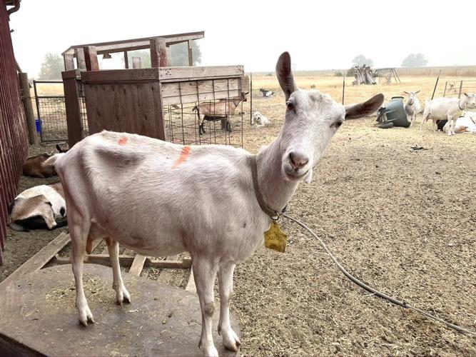 Goat herd moved 300 miles to escape fires