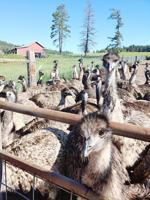 Online class helps emu ranchers