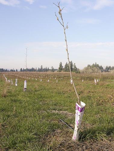 Hazelnut acreage booming in Oregon