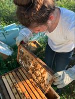 Student beekeeper earns FFA state degree