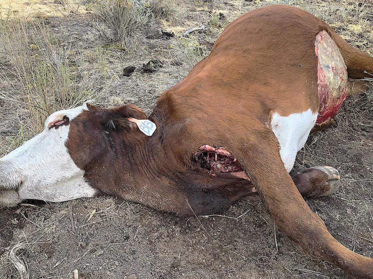 Cattle Mutilation