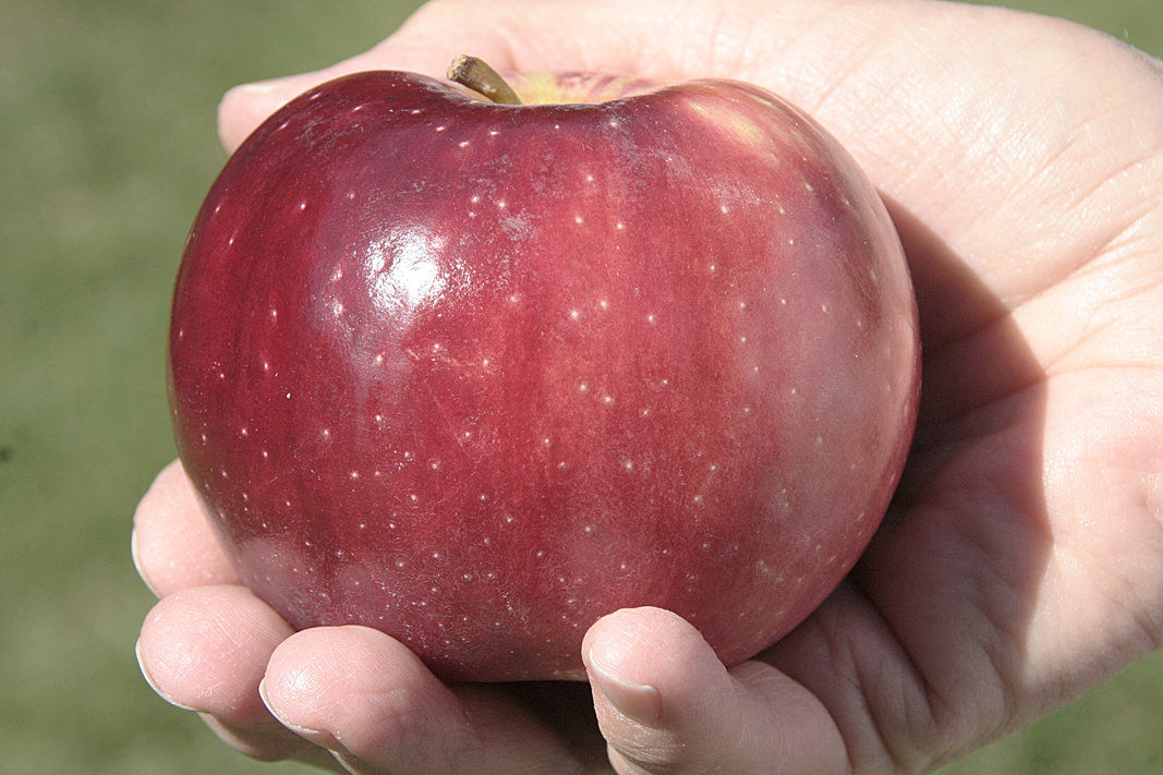 WSU prevails in Cosmic Crisp apple dispute appeal, Orchards, Nuts & Vines