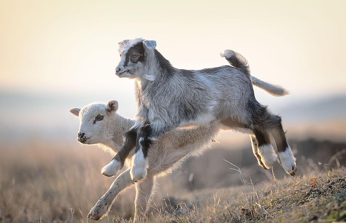 'Leap Year' Photo Contest: Send us your photos of leaping animals
