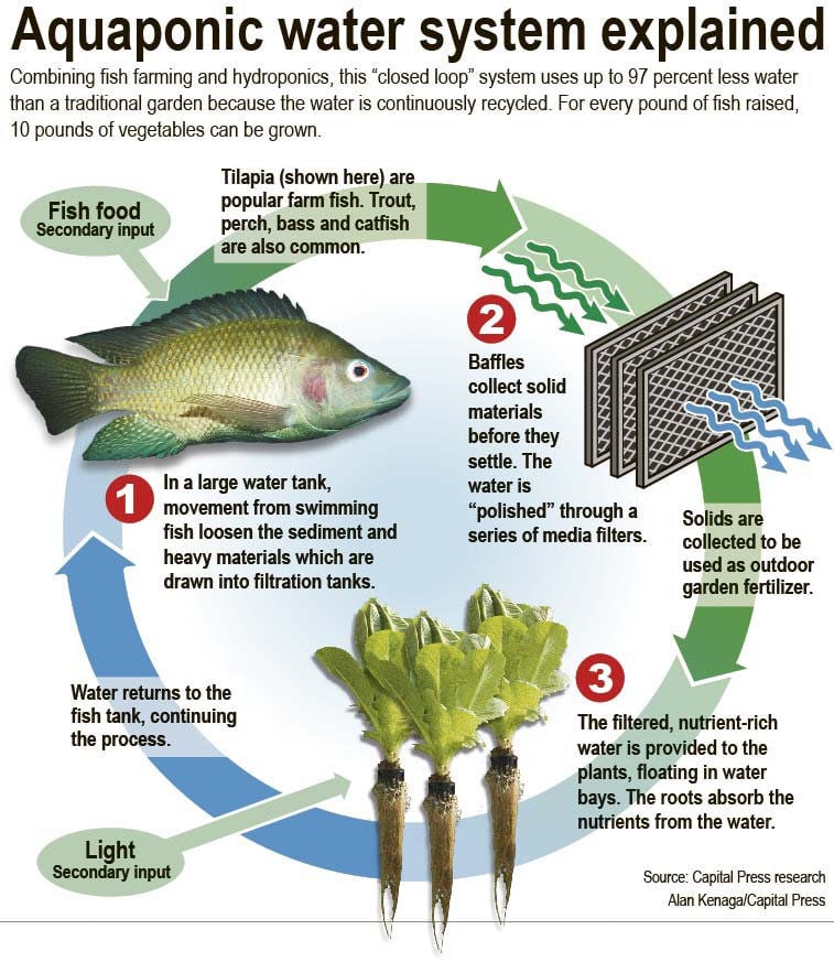 Aquaponics System Fish Farming - aquaponic