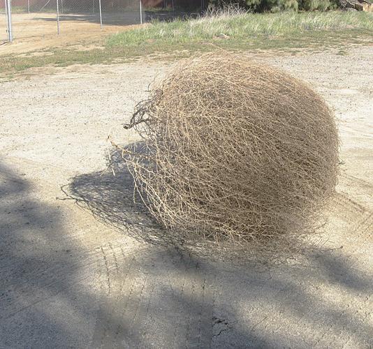 What exactly are Tumbleweeds? - The Portugal News